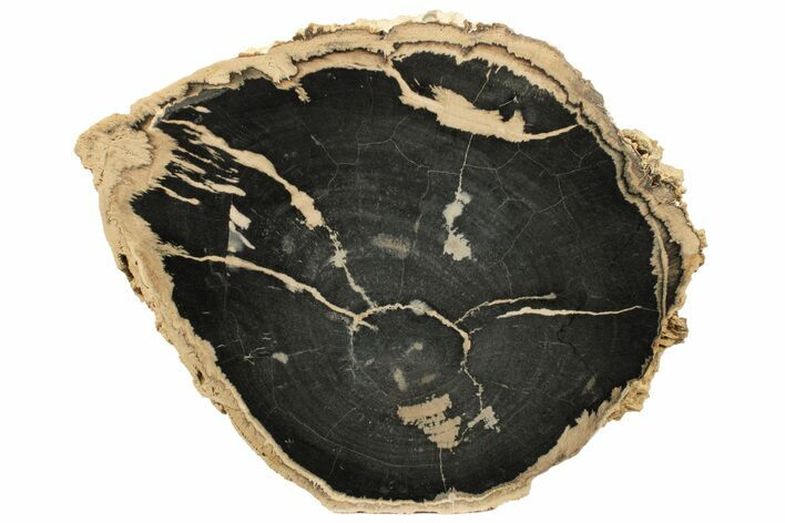 7.1" Petrified Wood (Schinoxylon) Log - Blue Forest, Wyoming